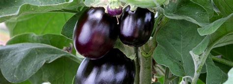 Aubergine F1 Jackpot .